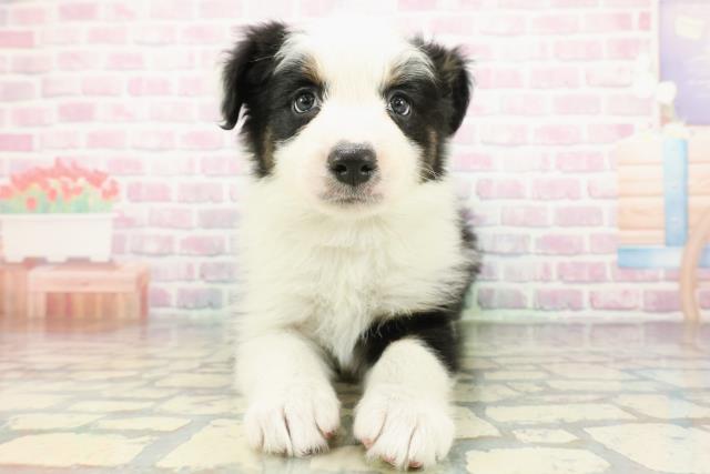 茨城県のボーダーコリー (Coo&RIKU日立店/2025年12月30日生まれ/女の子/トライカラー)の子犬の1枚目の画像