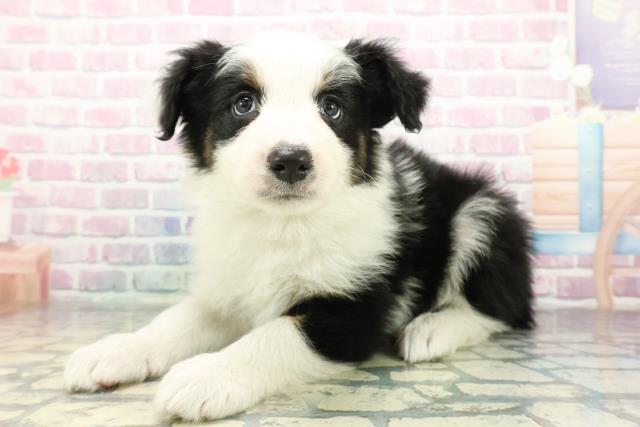 茨城県のボーダーコリー (Coo&RIKU日立店/2025年12月30日生まれ/女の子/トライカラー)の子犬の2枚目の画像