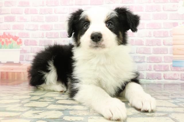 茨城県のボーダーコリー (Coo&RIKU日立店/2025年12月30日生まれ/女の子/トライカラー)の子犬の3枚目の画像