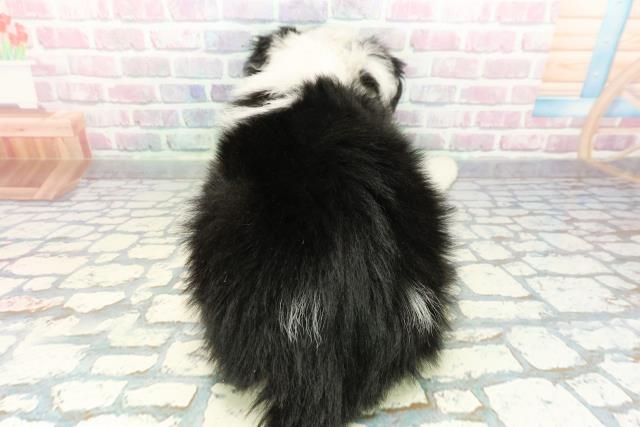 茨城県のボーダーコリー (Coo&RIKU日立店/2025年12月30日生まれ/女の子/トライカラー)の子犬の4枚目の画像