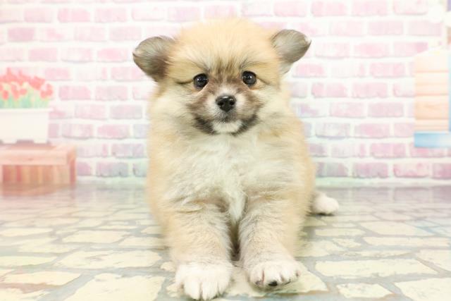 新潟県のポメヨン/パピポメ/ポメパピ(ポメラニアン×パピヨン) (Coo&RIKU新潟西店/2025年12月29日生まれ/女の子/オレンジホワイト)の子犬の1枚目の画像