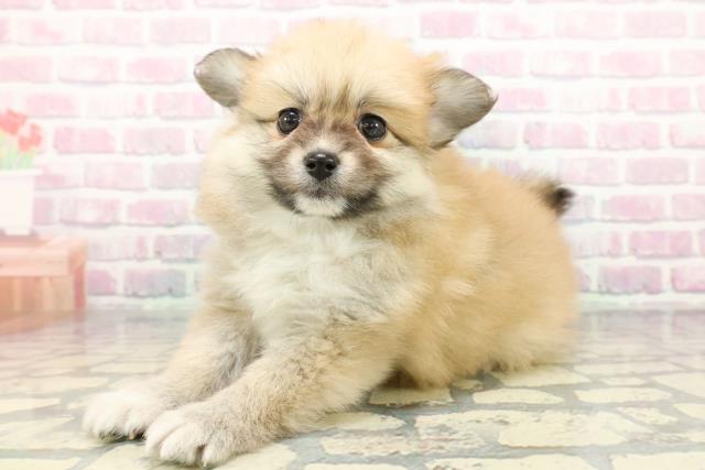 新潟県のポメヨン/パピポメ/ポメパピ(ポメラニアン×パピヨン) (Coo&RIKU新潟西店/2025年12月29日生まれ/女の子/オレンジホワイト)の子犬の2枚目の画像