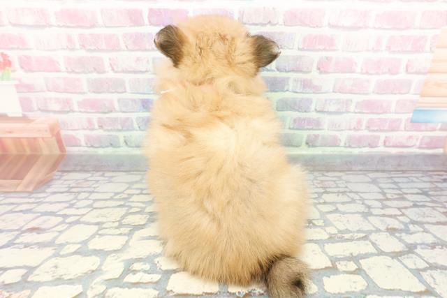 新潟県のポメヨン/パピポメ/ポメパピ(ポメラニアン×パピヨン) (Coo&RIKU新潟西店/2025年12月29日生まれ/女の子/オレンジホワイト)の子犬の4枚目の画像