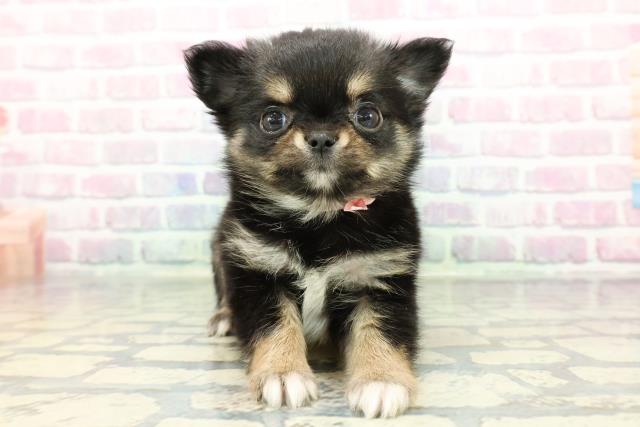 2025年12月25日生まれのチワワ(ロング)