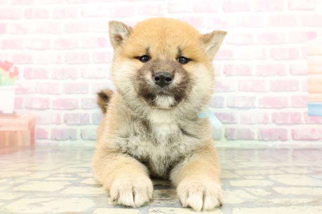 2025年12月27日生まれの柴犬(標準サイズ)