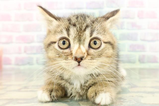 群馬県のマンチカン (Coo&RIKU前橋店/2025年12月20日生まれ/女の子/ブラウンタビーホワイト)の子猫の1枚目の画像