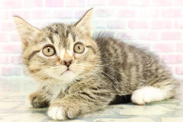 群馬県のマンチカン (Coo&RIKU前橋店/2025年12月20日生まれ/女の子/ブラウンタビーホワイト)の子猫の2枚目の画像