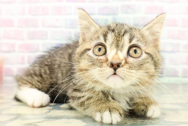 群馬県のマンチカン (Coo&RIKU前橋店/2025年12月20日生まれ/女の子/ブラウンタビーホワイト)の子猫の3枚目の画像