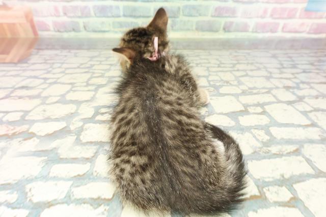 群馬県のマンチカン (Coo&RIKU前橋店/2025年12月20日生まれ/女の子/ブラウンタビーホワイト)の子猫の4枚目の画像