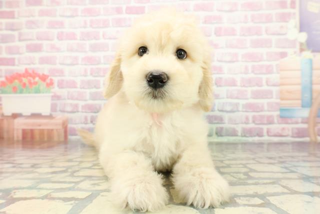 青森県のゴールデンドゥードゥル(ゴールデン×プードル) (Coo&RIKU青森店/2025年12月30日生まれ/女の子/クリーム)の子犬の1枚目の画像