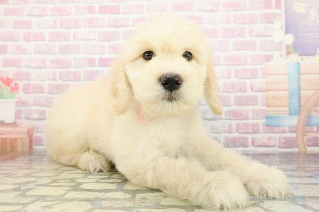 青森県のゴールデンドゥードゥル(ゴールデン×プードル) (Coo&RIKU青森店/2025年12月30日生まれ/女の子/クリーム)の子犬の3枚目の画像