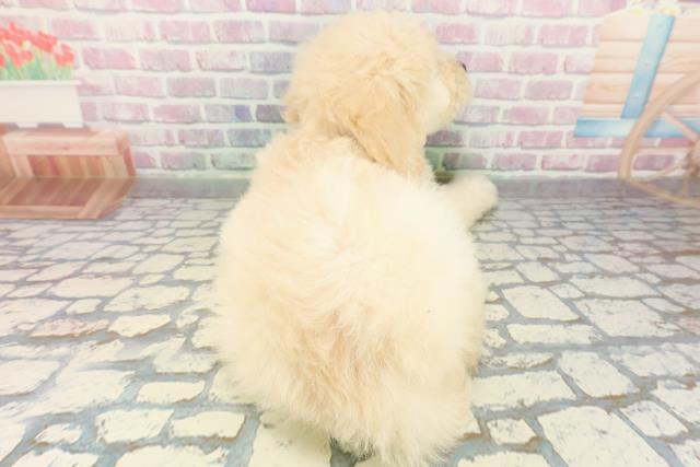 青森県のゴールデンドゥードゥル(ゴールデン×プードル) (Coo&RIKU青森店/2025年12月30日生まれ/女の子/クリーム)の子犬の4枚目の画像