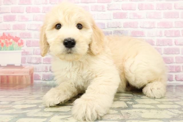 埼玉県のゴールデンドゥードゥル(ゴールデン×プードル) (Coo&RIKU桶川店/2025年12月30日生まれ/男の子/クリーム)の子犬の2枚目の画像