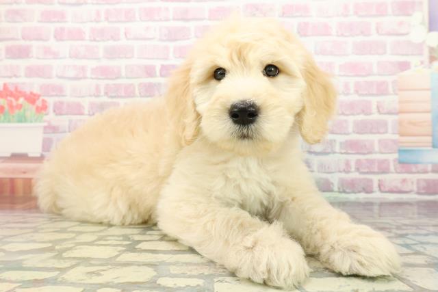 埼玉県のゴールデンドゥードゥル(ゴールデン×プードル) (Coo&RIKU桶川店/2025年12月30日生まれ/男の子/クリーム)の子犬の3枚目の画像
