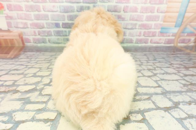 埼玉県のゴールデンドゥードゥル(ゴールデン×プードル) (Coo&RIKU桶川店/2025年12月30日生まれ/男の子/クリーム)の子犬の4枚目の画像