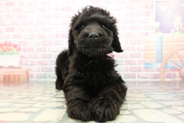 山梨県のゴールデンドゥードゥル(ゴールデン×プードル) (Coo&RIKU甲府昭和通り店/2025年12月30日生まれ/女の子/ブラック)の子犬の1枚目の画像