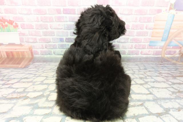 山梨県のゴールデンドゥードゥル(ゴールデン×プードル) (Coo&RIKU甲府昭和通り店/2025年12月30日生まれ/女の子/ブラック)の子犬の4枚目の画像
