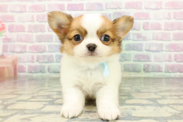 群馬県のチワワ(ロング) (Coo&RIKU伊勢崎店/2025年12月29日生まれ/男の子/ホワイトレッド)の子犬の1枚目の画像