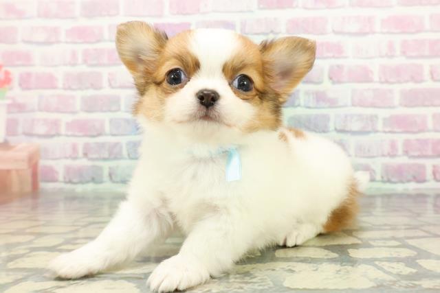 群馬県のチワワ(ロング) (Coo&RIKU伊勢崎店/2025年12月29日生まれ/男の子/ホワイトレッド)の子犬の2枚目の画像