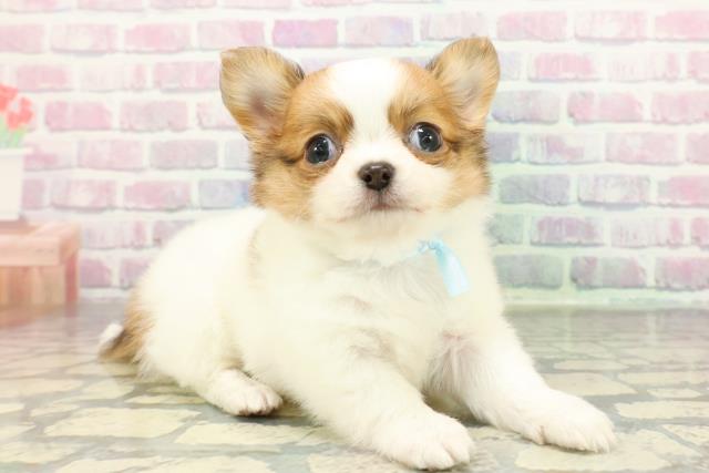 群馬県のチワワ(ロング) (Coo&RIKU伊勢崎店/2025年12月29日生まれ/男の子/ホワイトレッド)の子犬の3枚目の画像