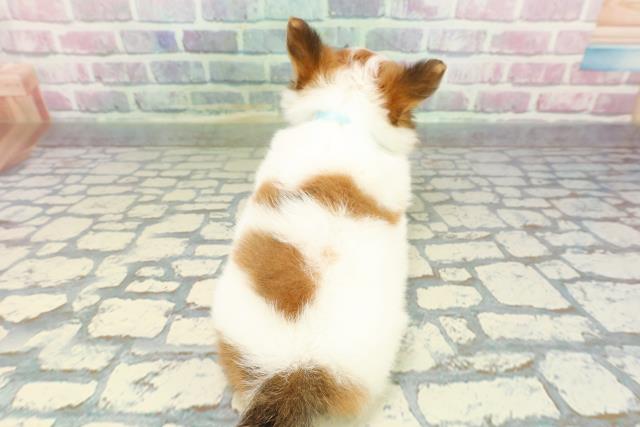 群馬県のチワワ(ロング) (Coo&RIKU伊勢崎店/2025年12月29日生まれ/男の子/ホワイトレッド)の子犬の4枚目の画像