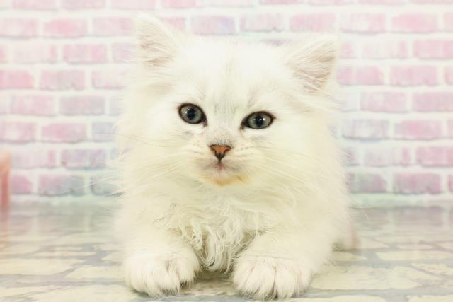 群馬県のペルシャ (Coo&RIKU前橋店/2025年12月28日生まれ/男の子/チンチラシルバー)の子猫の1枚目の画像