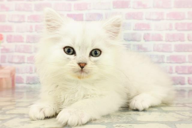群馬県のペルシャ (Coo&RIKU前橋店/2025年12月28日生まれ/男の子/チンチラシルバー)の子猫の2枚目の画像
