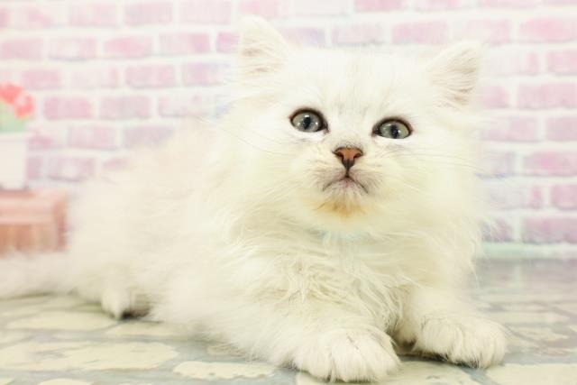 群馬県のペルシャ (Coo&RIKU前橋店/2025年12月28日生まれ/男の子/チンチラシルバー)の子猫の3枚目の画像