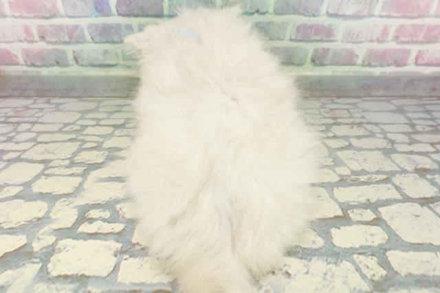 群馬県のペルシャ (Coo&RIKU前橋店/2025年12月28日生まれ/男の子/チンチラシルバー)の子猫の4枚目の画像