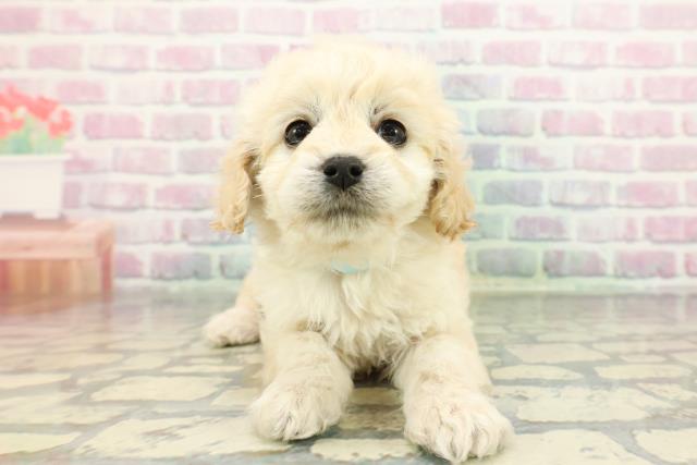 東京都のコッカプー(アメリカンコッカースパニエル×プードル) (Coo&RIKU足立本店/2025年12月22日生まれ/男の子/クリーム)の子犬の1枚目の画像
