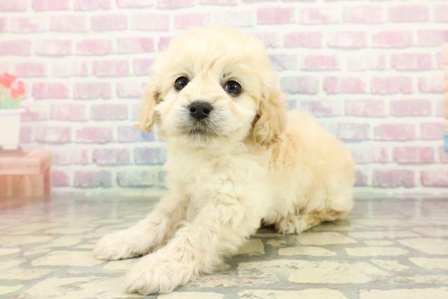 東京都のコッカプー(アメリカンコッカースパニエル×プードル) (Coo&RIKU足立本店/2025年12月22日生まれ/男の子/クリーム)の子犬の2枚目の画像