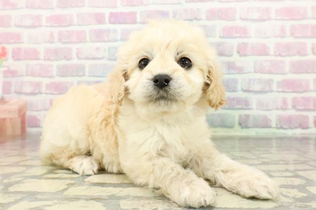 東京都のコッカプー(アメリカンコッカースパニエル×プードル) (Coo&RIKU足立本店/2025年12月22日生まれ/男の子/クリーム)の子犬の3枚目の画像