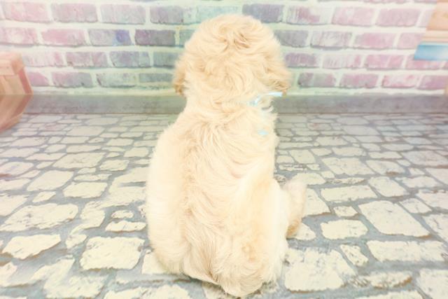 東京都のコッカプー(アメリカンコッカースパニエル×プードル) (Coo&RIKU足立本店/2025年12月22日生まれ/男の子/クリーム)の子犬の4枚目の画像