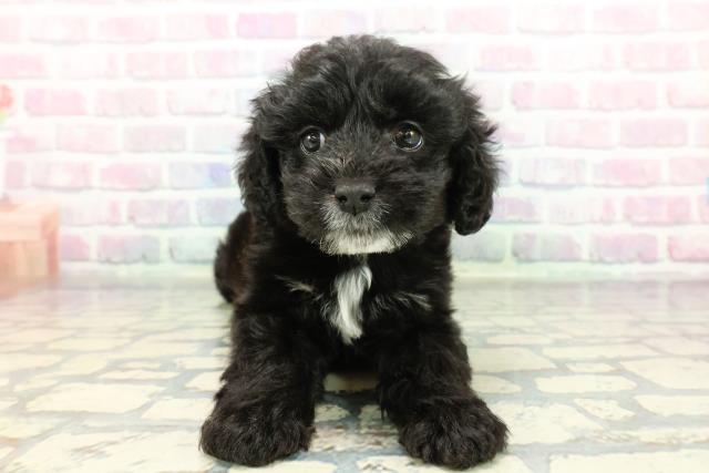 2025年12月22日生まれのコッカプー(アメリカンコッカースパニエル×プードル)