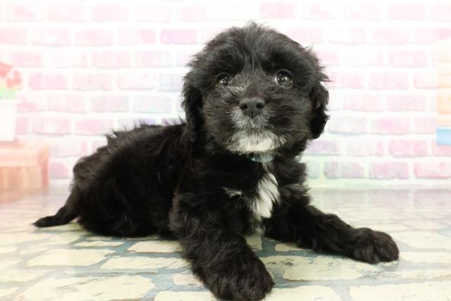 埼玉県のコッカプー(アメリカンコッカースパニエル×プードル) (Coo&RIKU川口戸塚店/2025年12月22日生まれ/男の子/ブラックホワイト)の子犬の3枚目の画像