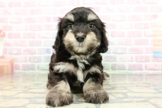 富山県のマルックス(マルチーズ×ダックス) (Coo&RIKU富山店/2025年12月28日生まれ/男の子/ブラックタンホワイト)の子犬の1枚目の画像