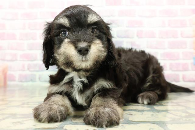 富山県のマルックス(マルチーズ×ダックス) (Coo&RIKU富山店/2025年12月28日生まれ/男の子/ブラックタンホワイト)の子犬の2枚目の画像