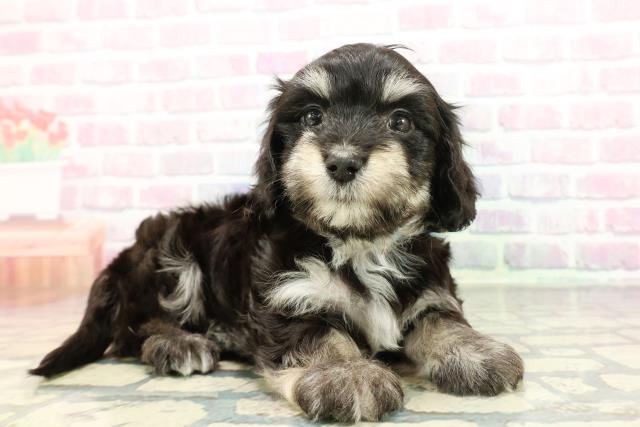 富山県のマルックス(マルチーズ×ダックス) (Coo&RIKU富山店/2025年12月28日生まれ/男の子/ブラックタンホワイト)の子犬の3枚目の画像