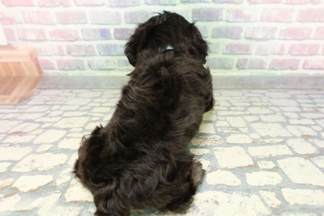 富山県のマルックス(マルチーズ×ダックス) (Coo&RIKU富山店/2025年12月28日生まれ/男の子/ブラックタンホワイト)の子犬の4枚目の画像