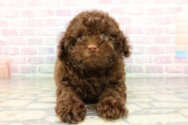 2025年12月28日生まれのトイプードル(トイ)