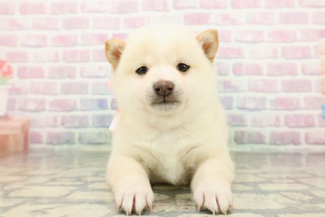 2025年12月30日生まれの豆柴