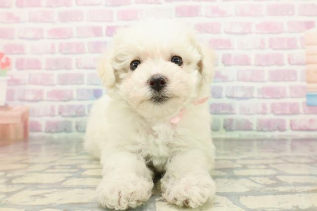 2025年12月20日生まれのビションフリーゼ