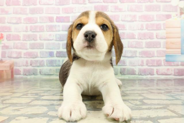 2025年12月24日生まれのビーグル