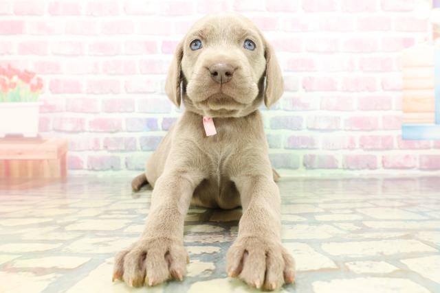 2025年12月25日生まれのワイマラナー