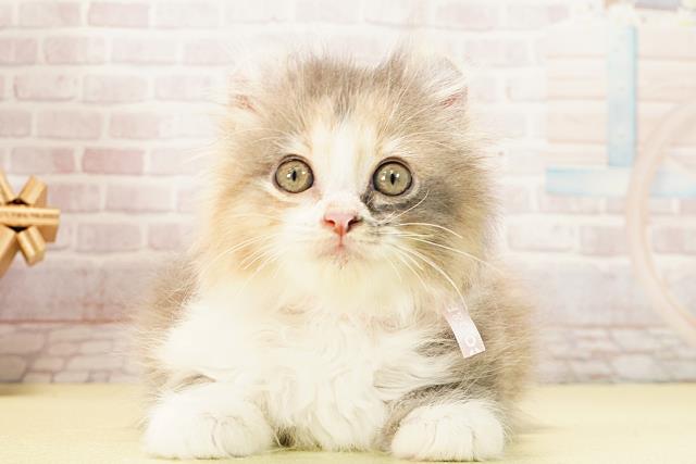 2025年12月28日生まれのアメリカンカール