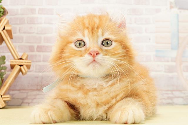 2025年12月29日生まれのアメリカンカール