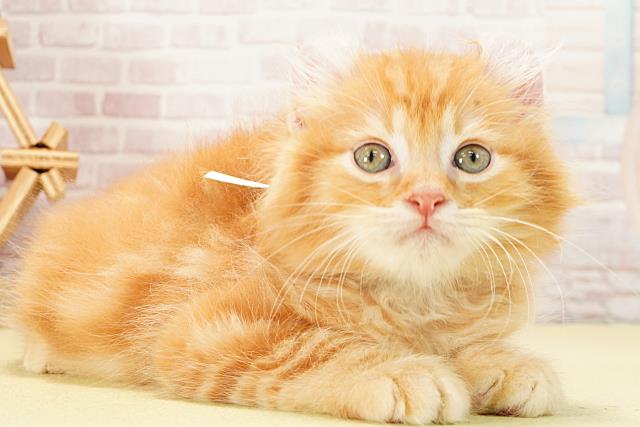 愛知県のアメリカンカール (Coo&RIKU名古屋中川店/2025年12月29日生まれ/男の子/レッドタビー)の子猫の2枚目の画像