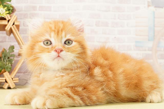 愛知県のアメリカンカール (Coo&RIKU名古屋中川店/2025年12月29日生まれ/男の子/レッドタビー)の子猫の3枚目の画像