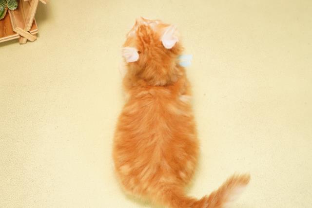 愛知県のアメリカンカール (Coo&RIKU名古屋中川店/2025年12月29日生まれ/男の子/レッドタビー)の子猫の4枚目の画像