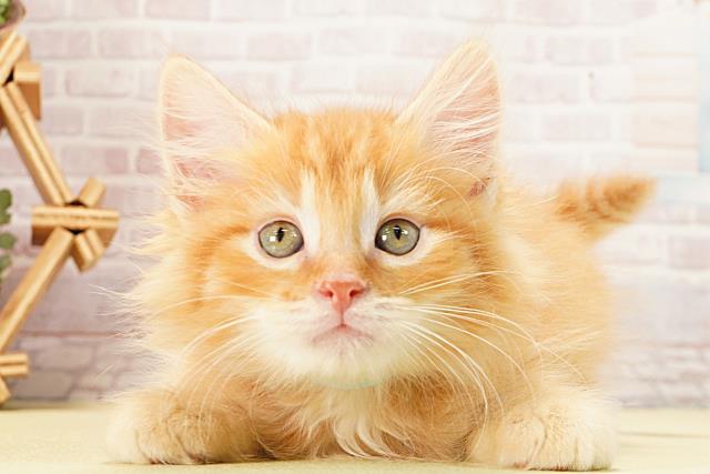 2025年12月29日生まれのアメリカンカール